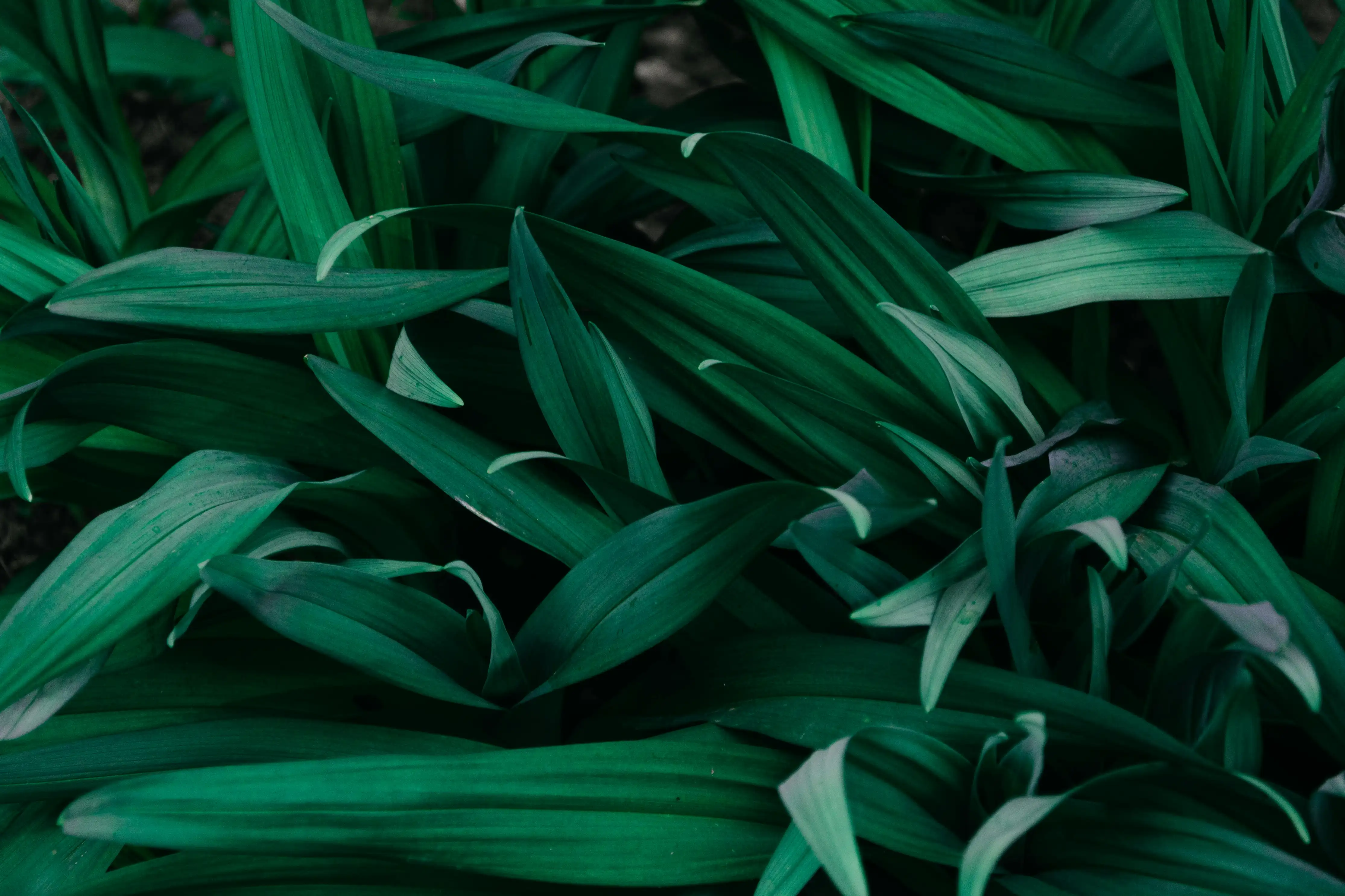 Tropical plants in nursery setting