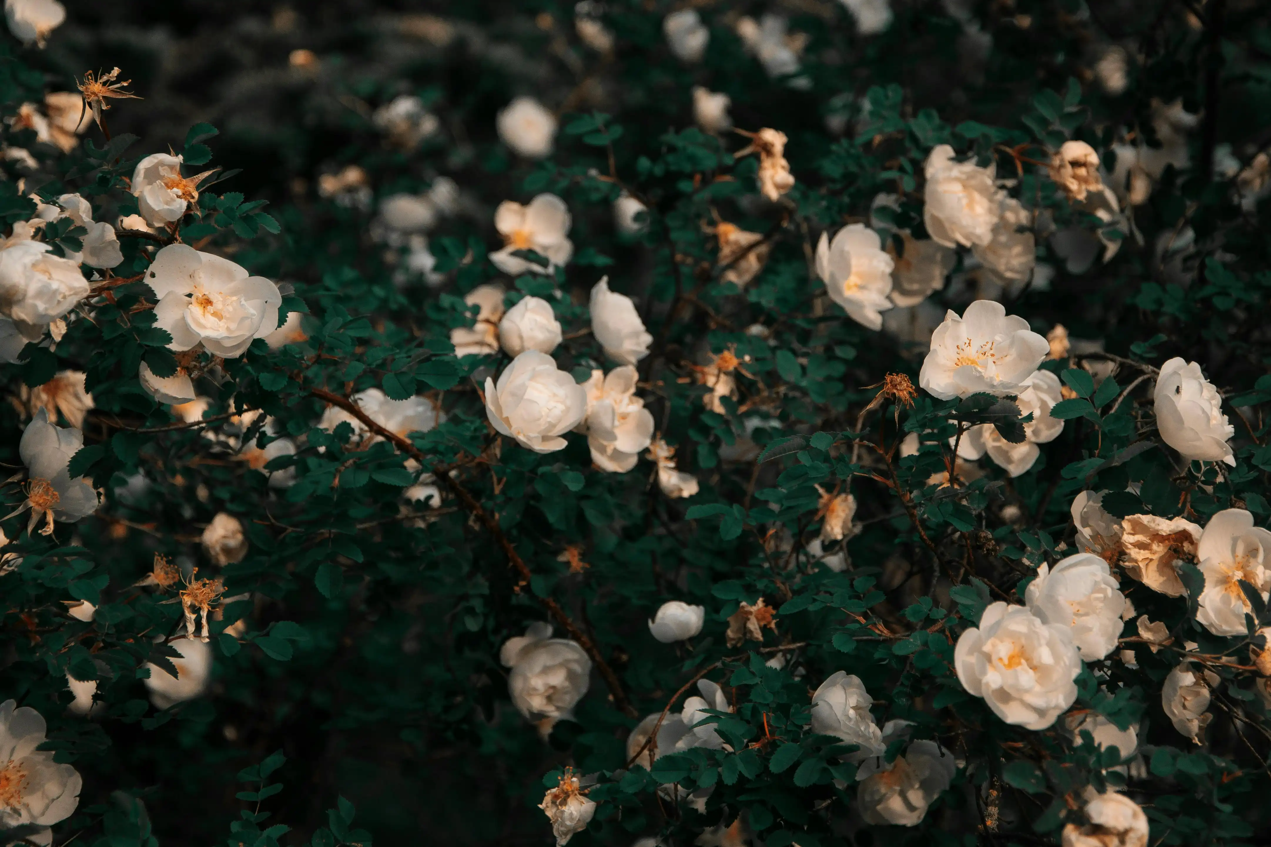 Elegant botanical display
